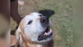 Record! This Aussie dog has a bark as loud as a rock band