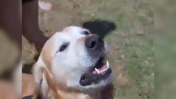 Record! This Aussie dog has a bark as loud as a rock band