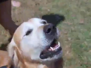 Record! This Aussie dog has a bark as loud as a rock band Record! This Aussie dog has a bark as loud as a rock band