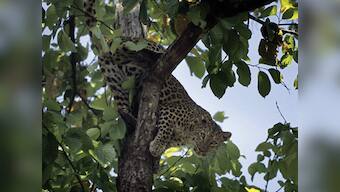Mystery of Maharashtra’s happy sugarcane leopards