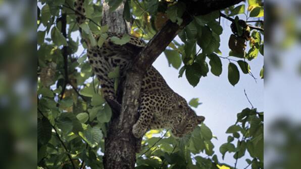 Mystery of Maharashtra’s happy sugarcane leopards