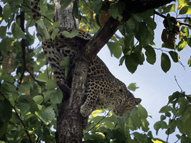 Mystery of Maharashtra’s happy sugarcane leopards Mystery of Maharashtra’s happy sugarcane leopards