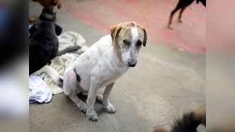 Woof! Woof! When Pak took diplomacy to dogs
