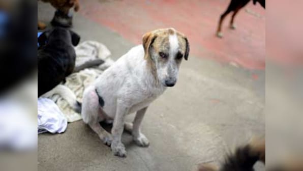 Woof! Woof! When Pak took diplomacy to dogs
