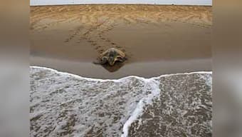 Bangkok: Airport officials sieze 230 turtles on a jet from India