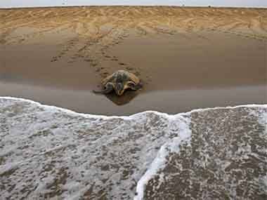 Bangkok: Airport officials sieze 230 turtles on a jet from India
