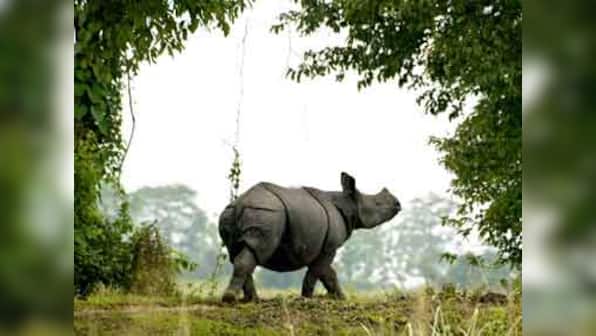  Now, rhino kills man in Kaziranga