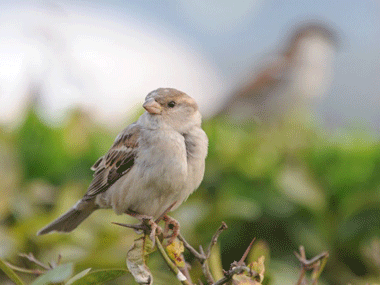 AP pollution control board launches campaign to save sparrows AP pollution control board launches campaign to save sparrows
