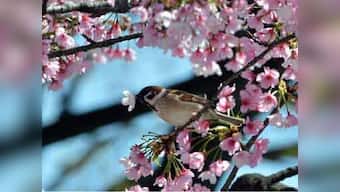 Sparrow count swoops in India's urban settings, says survey