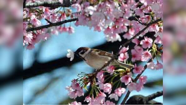 Sparrow count swoops in India's urban settings, says survey