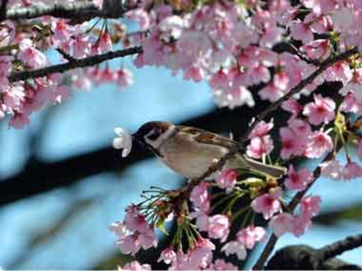 Sparrow count swoops in India's urban settings, says survey