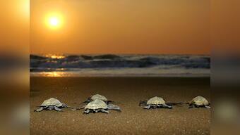 How green activism relies on shock-and-awe to deliver