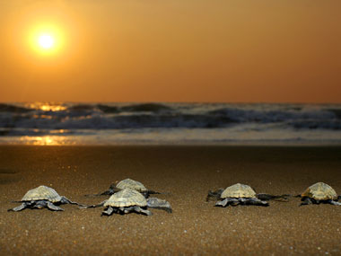 How green activism relies on shock-and-awe to deliver How green activism relies on shock-and-awe to deliver