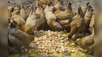 China bird flu death toll rises to 22