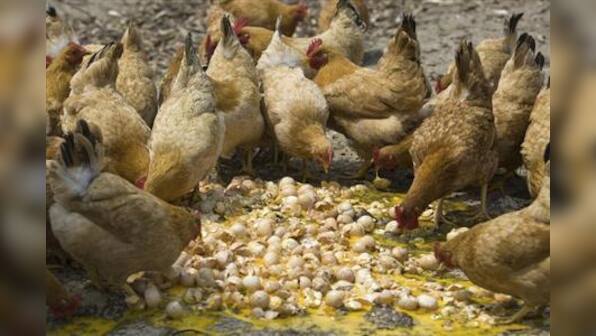 China bird flu death toll rises to 22