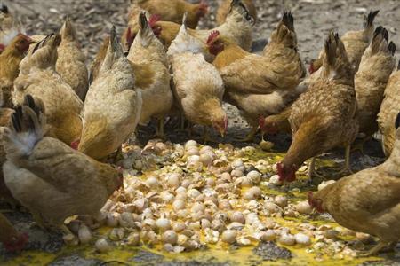 China bird flu death toll rises to 22 China bird flu death toll rises to 22