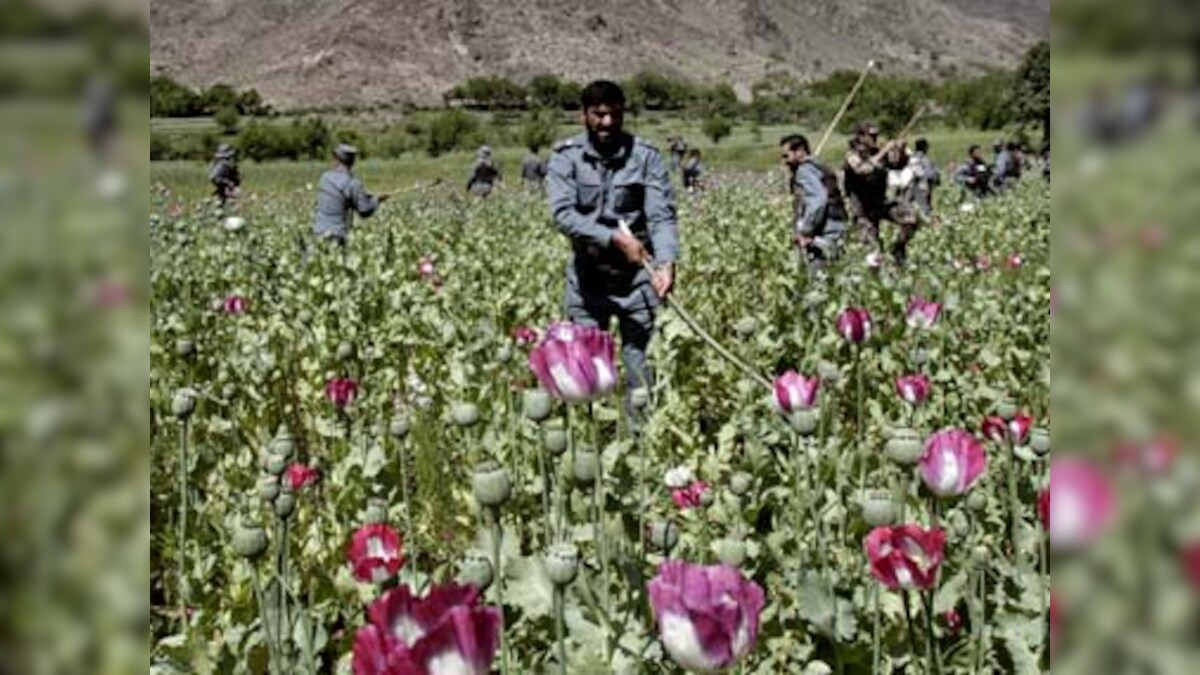 Afghan opium production headed for record high: UN report – Firstpost