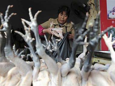 Bird flu in China: 60,000 pigeons grounded for vaccination Bird flu in China: 60,000 pigeons grounded for vaccination