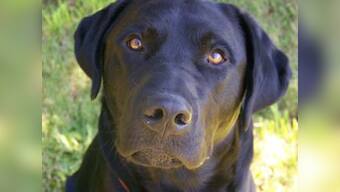 Star of Mumbai customs drug unit, Dolly the labrador passes away