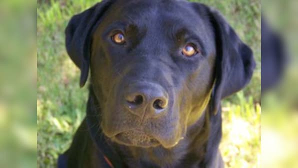 Star of Mumbai customs drug unit, Dolly the labrador passes away