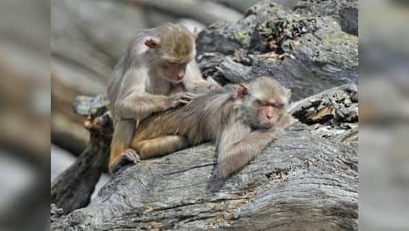 Monkey menace: Langurs are passe, will foreign help work?
