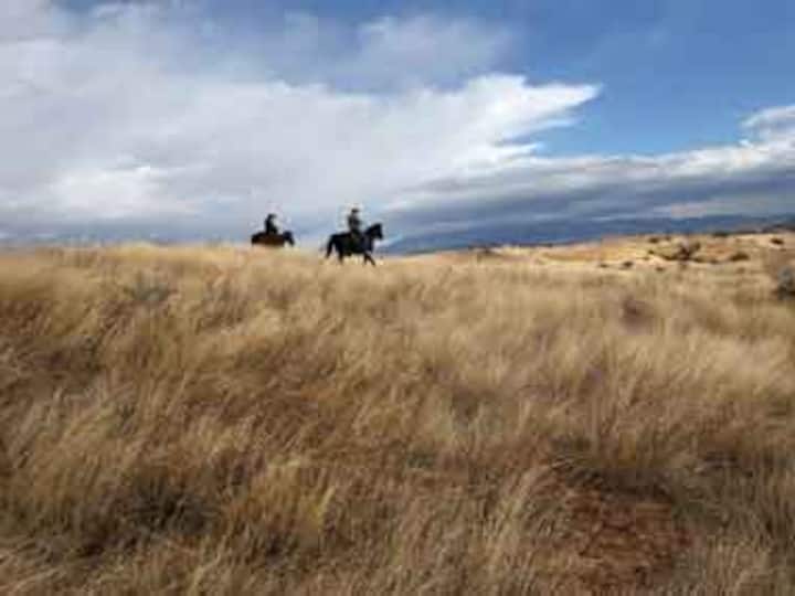 Coal and cattle lead business damage to nature: study Coal and cattle lead business damage to nature: study