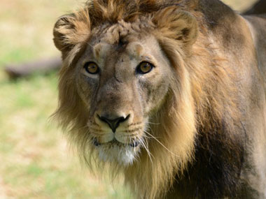 Translocation of Asiatic lions to Madhya Pradesh: Supreme Court says yes Translocation of Asiatic lions to Madhya Pradesh: Supreme Court says yes