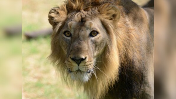 Translocation of Asiatic lions to Madhya Pradesh: Supreme Court says yes