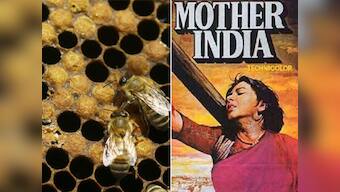 Rahul, Modi are wrong: India is neither a beehive nor a filmi mother