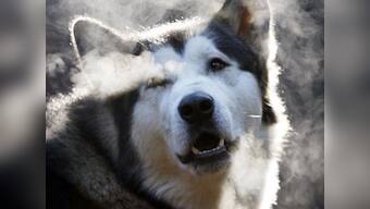 US father shoots dog, slits stomach to retrieve son's finger