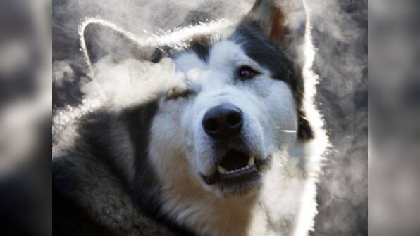 US father shoots dog, slits stomach to retrieve son's finger