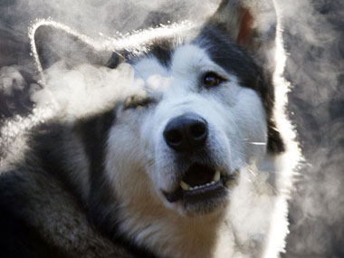 US father shoots dog, slits stomach to retrieve son's finger US father shoots dog, slits stomach to retrieve son's finger