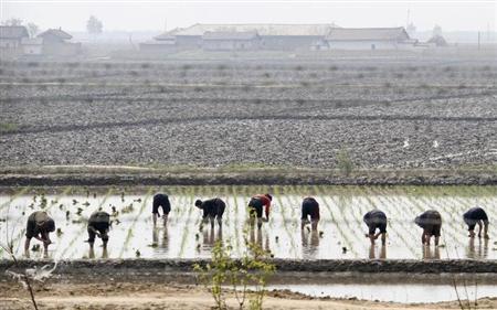 North Korea's peasant army gets ready to farm, not wage war North Korea's peasant army gets ready to farm, not wage war