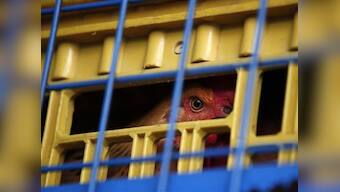 New technology speeding progress on bird flu vaccine