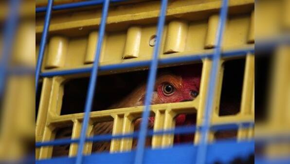 New technology speeding progress on bird flu vaccine