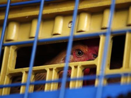 New technology speeding progress on bird flu vaccine New technology speeding progress on bird flu vaccine