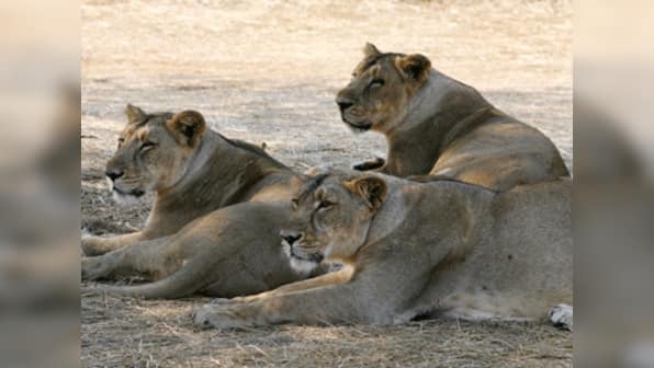 Share lions, forget cheetahs: layers of hurt Gujarati pride
