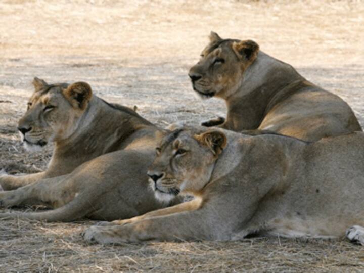 Share lions, forget cheetahs: layers of hurt Gujarati pride