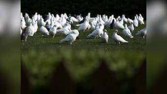 Kabootar ja ja! Pakistani 'spy' pigeon captured in Punjab