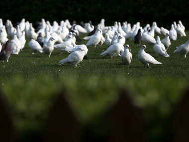 Kabootar ja ja! Pakistani 'spy' pigeon captured in Punjab Kabootar ja ja! Pakistani 'spy' pigeon captured in Punjab