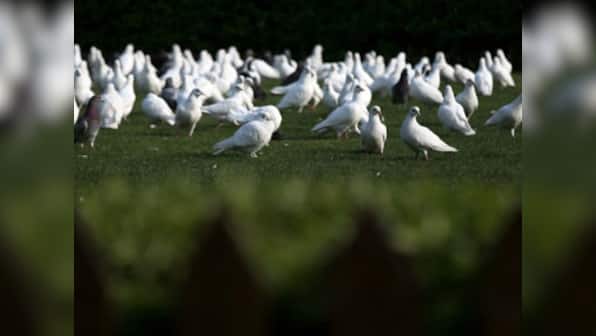 Kabootar ja ja! Pakistani 'spy' pigeon captured in Punjab