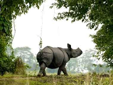 Saving the rhino. Reuters
