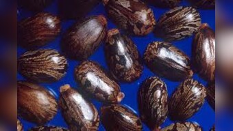 Poisonous letter to Obama: All you need to know about ricin