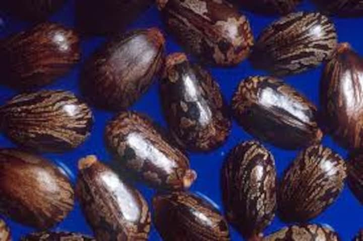 Poisonous letter to Obama: All you need to know about ricin