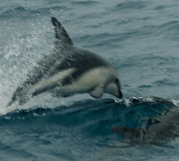 Dolphin