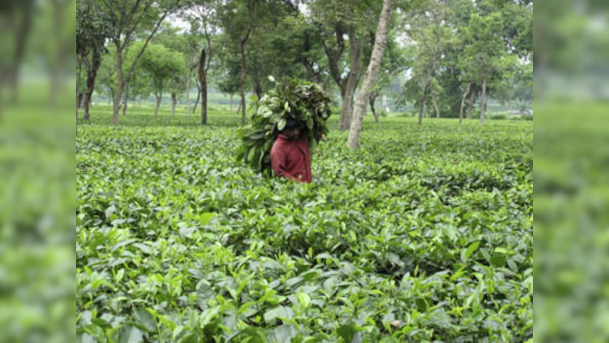 Half of Darjeeling tea estates up for sale amid financial crisis, here's why