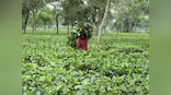 Half of Darjeeling tea estates up for sale amid financial crisis, here's why