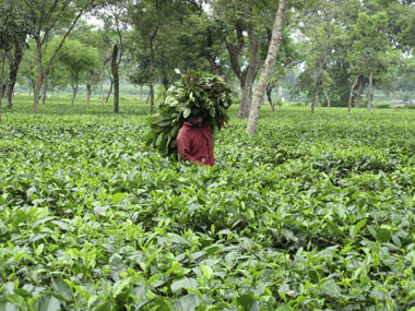 Half of Darjeeling tea estates up for sale amid financial crisis, here's why Half of Darjeeling tea estates up for sale amid financial crisis, here's why