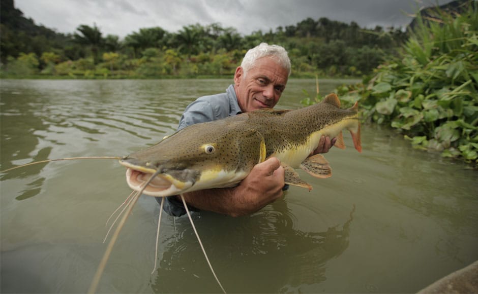 They're real and freaky: Check out these massive catfish