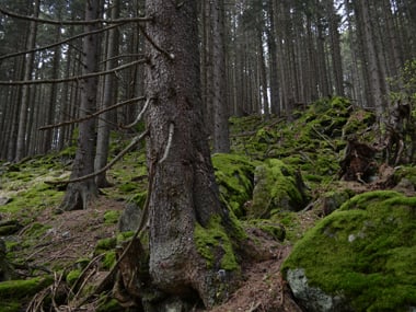 The Boubin forest in Sumava where the last wolf and bear was killed 150 years ago. Jay Mazoomdar.